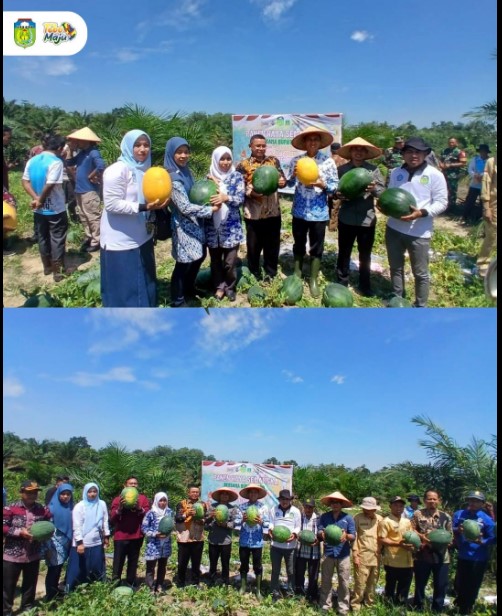 Panen Raya Semangka Bersama Bupati Tebo, Wujud Nyata Program Ketahanan Pangan Desa Sumber Agung