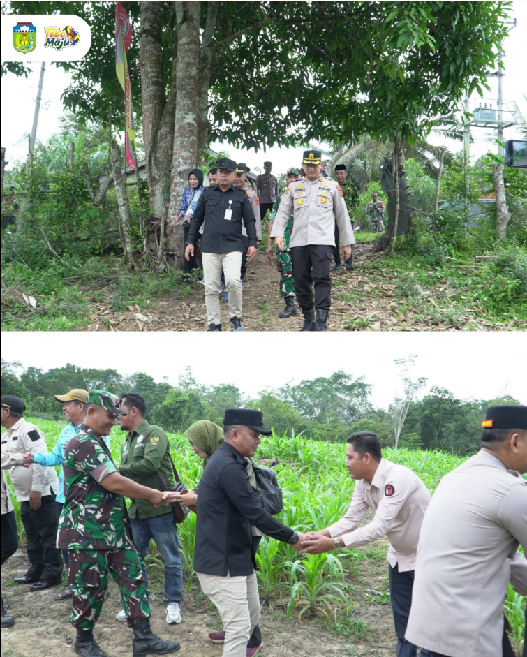 Wakil Bupati Tebo Hadiri Panen Raya Jagung Serentak Kuartal I Tahun 2026
