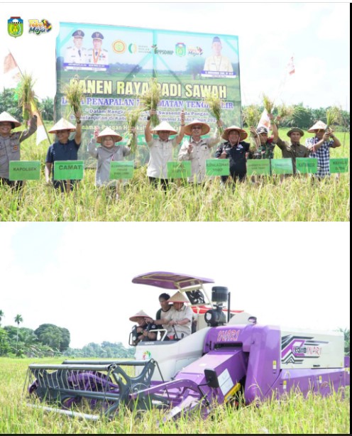 Wabup Tebo Hadiri Panen Raya Padi Sawah di Tengah Ilir